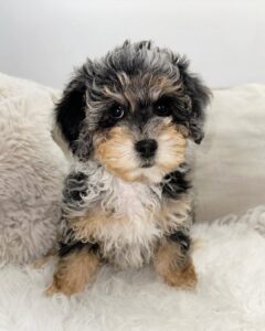 Charlotte Miniature Poodle •••••••#dog #puppies #dogs #puppiesofinstagram #pups #teacup #poodles #teacuppoodles #cute #minipoodles #adorable #dogsofinstagram #brownpoodles #poodlesofinstagram #minipoodles # (1)