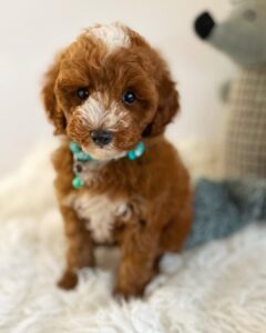 Vance Miniature Poodle •••••••#dog #puppies #dogs #puppiesofinstagram #pups #teacup #poodles #teacuppoodles #cute #minipoodles #adorable #dogsofinstagram #brownpoodles #poodlesofinstagram #minipoodles #maltipoo